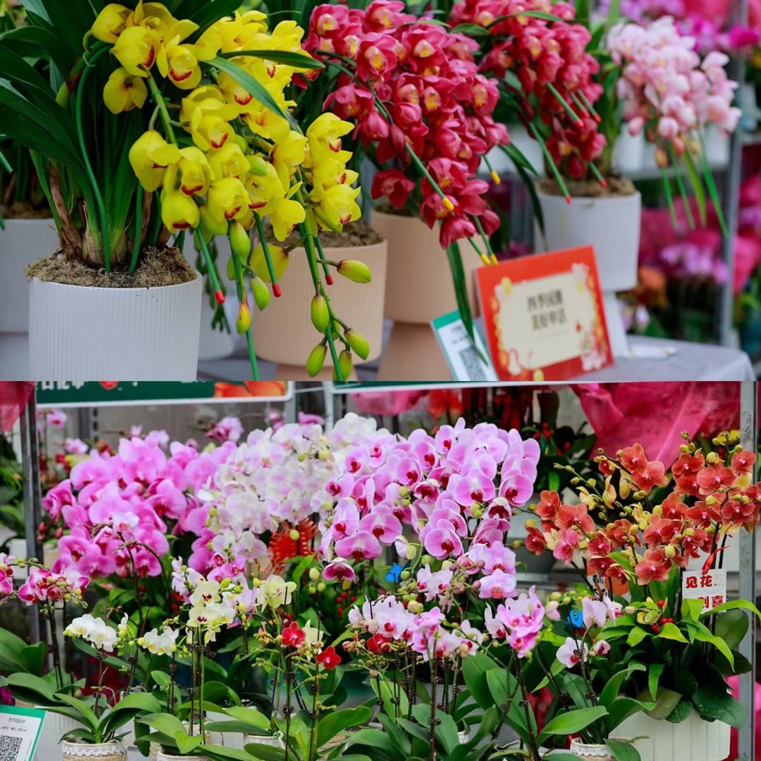 Flower Market Returns to Downtown for Labor Day Holiday