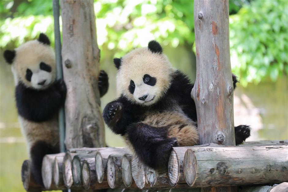 Panda Family Debut Marks Animal Park's May Day Festivities