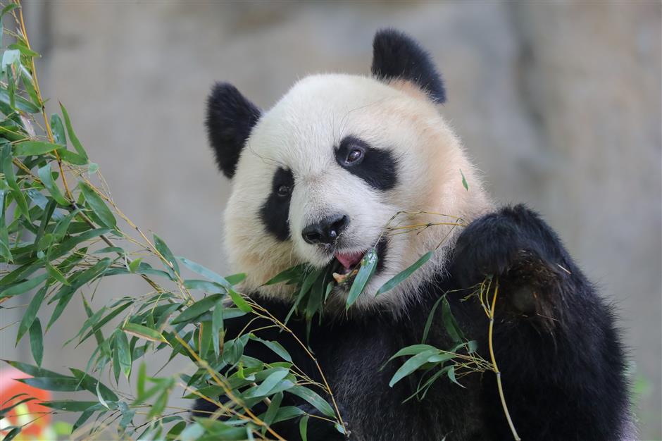 Panda Family Debut Marks Animal Park's May Day Festivities