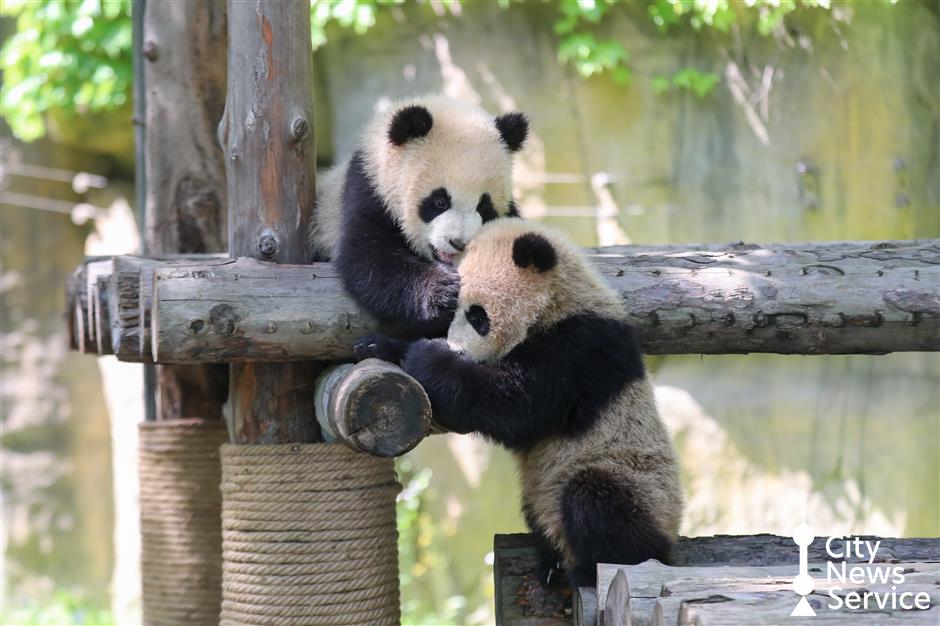 Panda Family Debut Marks Animal Park's May Day Festivities