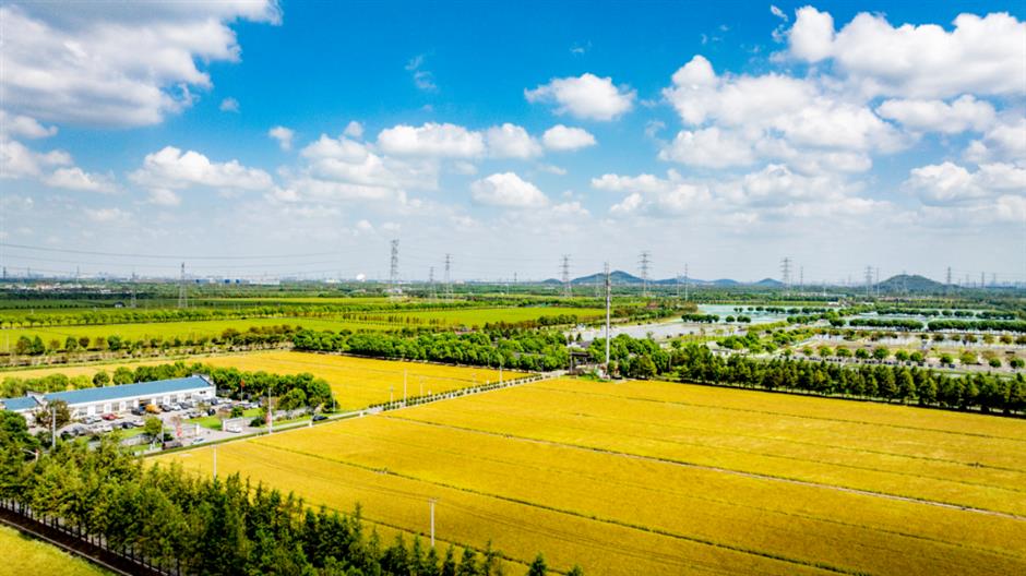 五一趣游松江!六大主题路线+百场活动!解锁沪郊假日全玩法