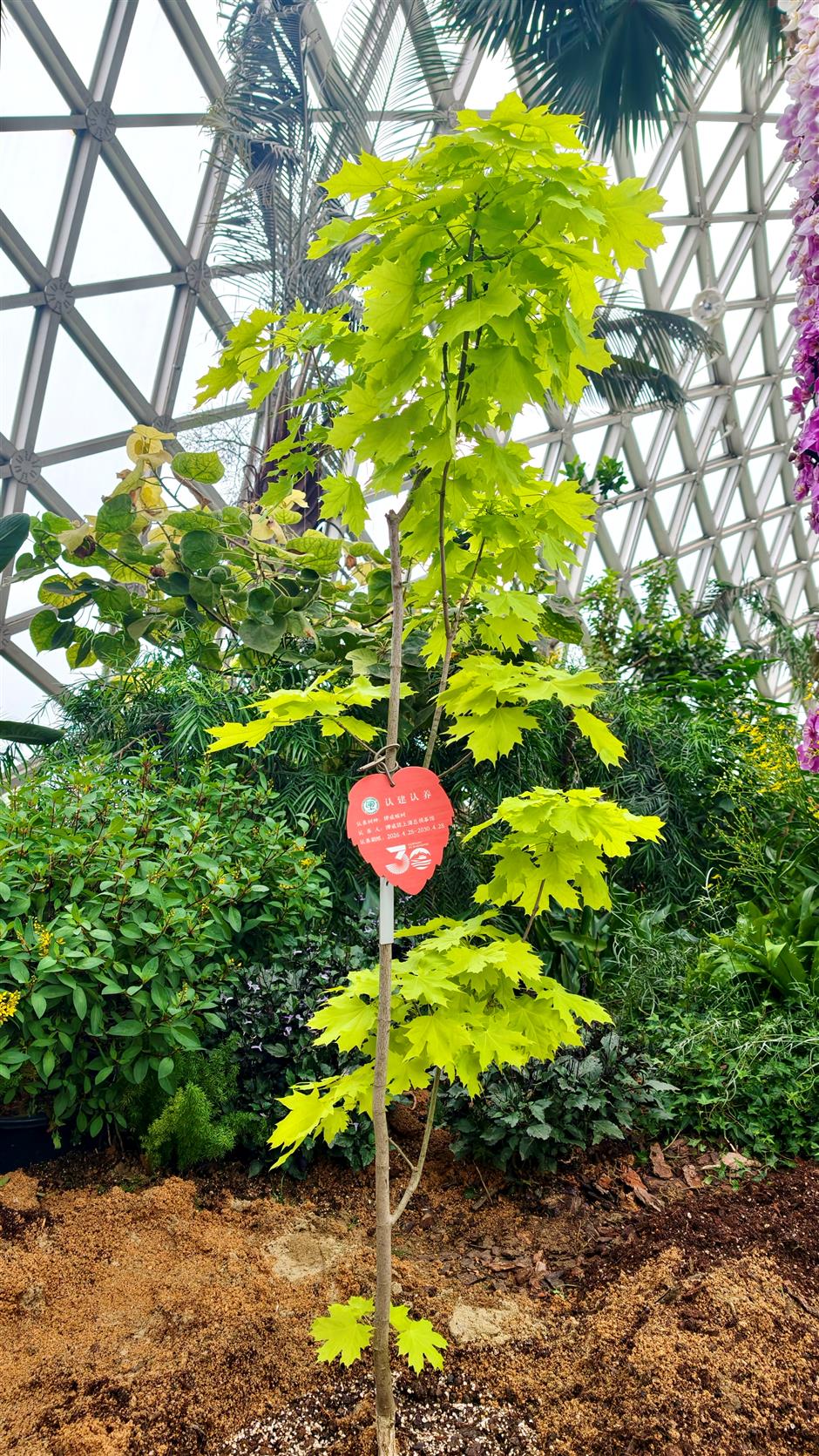 Norway's 'Future Library' Arrives in Shanghai: A Century-Long Experiment in Culture and Nature