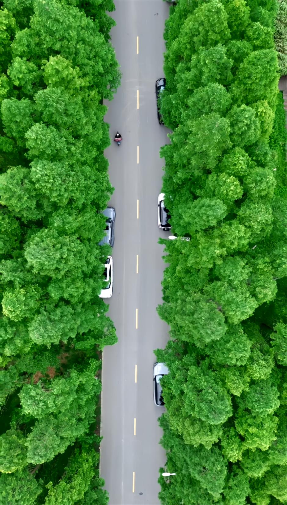 这5条小众步道,是上海私藏的