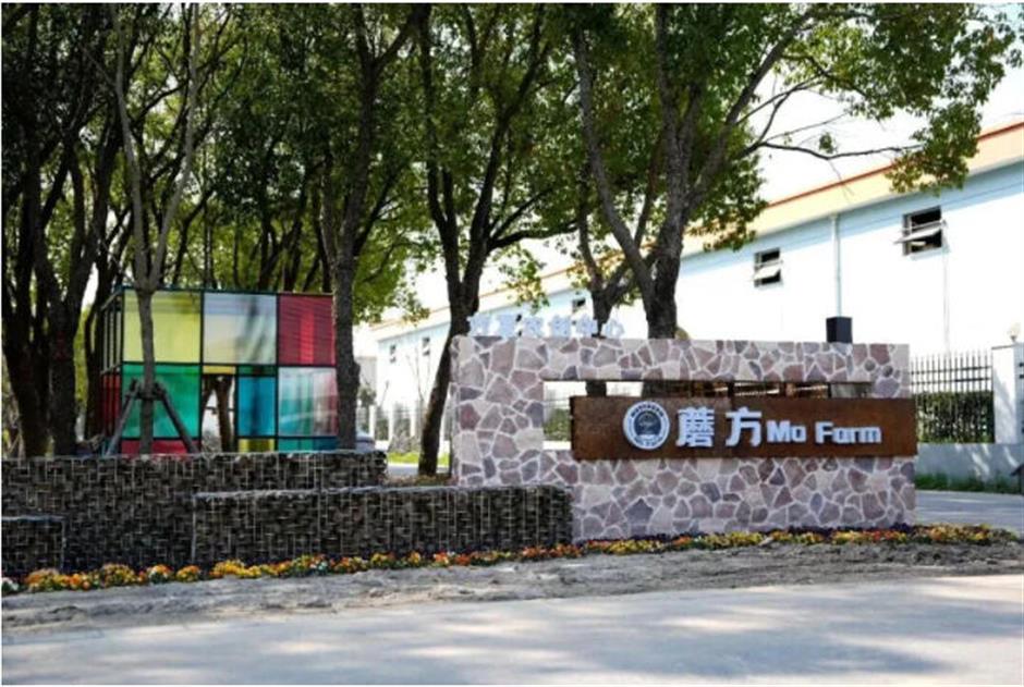芳华乡约,田园寻趣!上海20条春季乡村精品线路暖心发布
