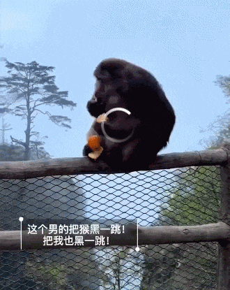 Tourist Banned From Mount Emei for 3 Years After Shoving Protected Monkey