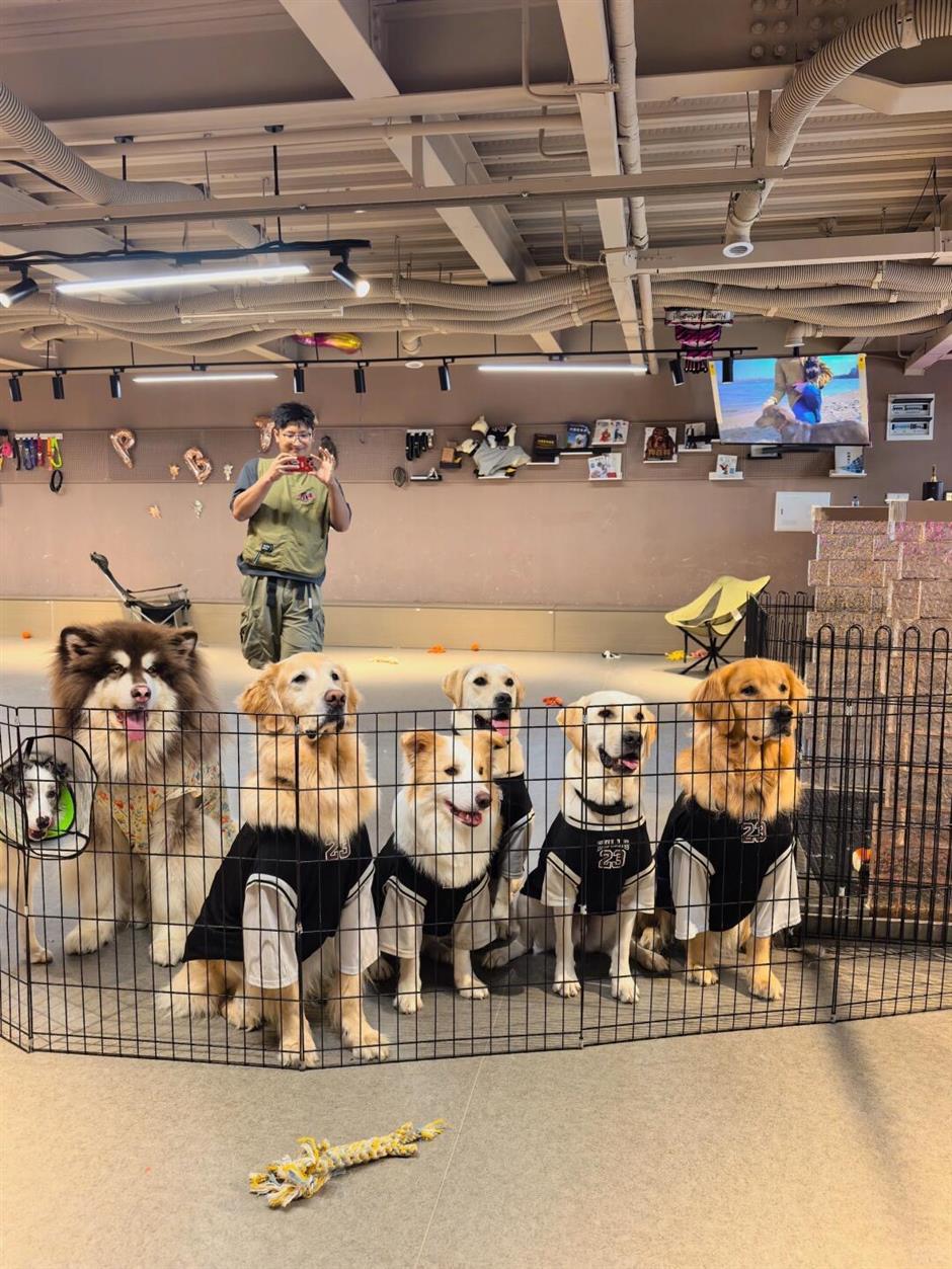 Woman Spends US$1,650 a Month on Dog Kindergarten as China's Pet Industry Surges