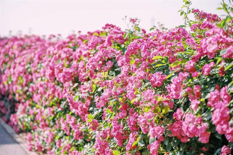 2000米月季花墙盛放!错过再等一年