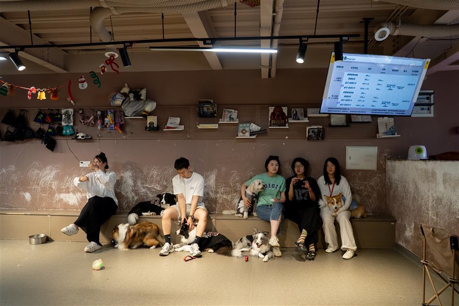 Dog Kindergarten Offers Socialization and Care In Shanghai