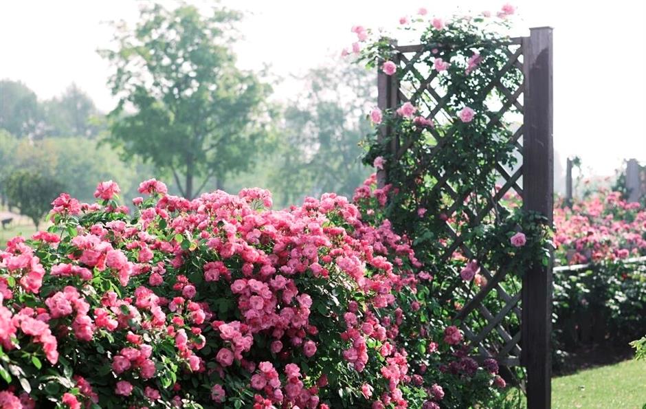 Shanghai Offers Half-Price Tickets at 56 Attractions for Tourism Day