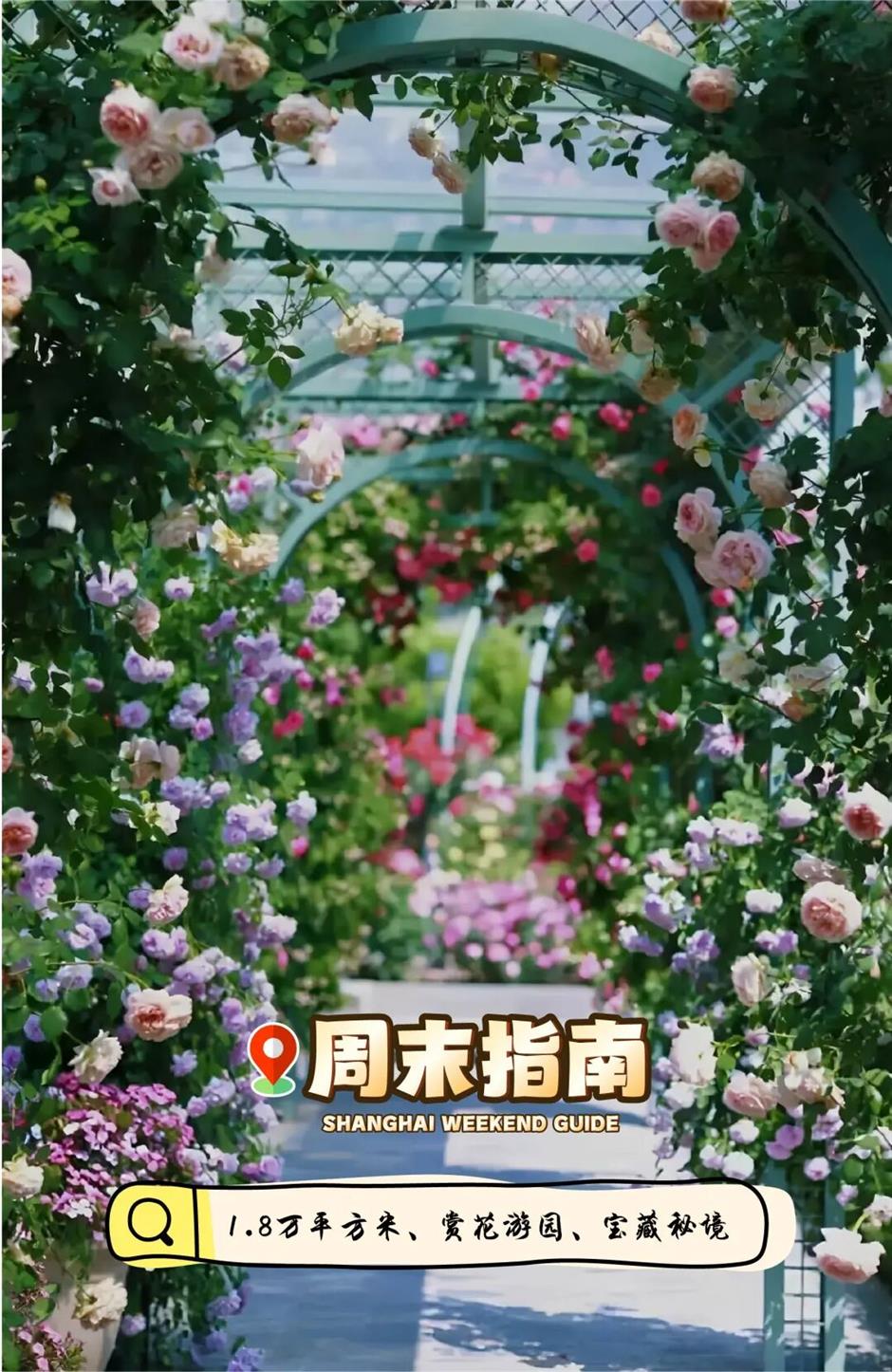 免费宝藏秘境!上海这片18000㎡园区月季花海已盛放!