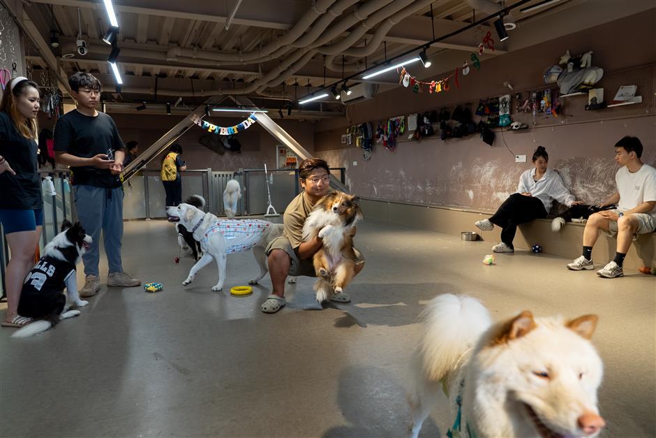 Dog Kindergarten Offers Socialization and Care In Shanghai