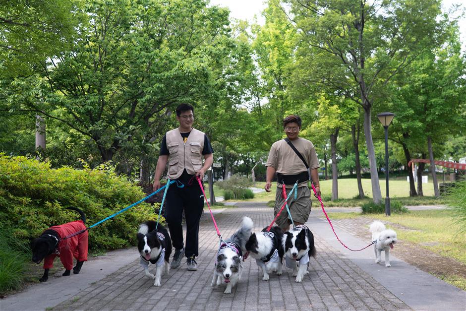 Dog Kindergarten Offers Socialization and Care In Shanghai