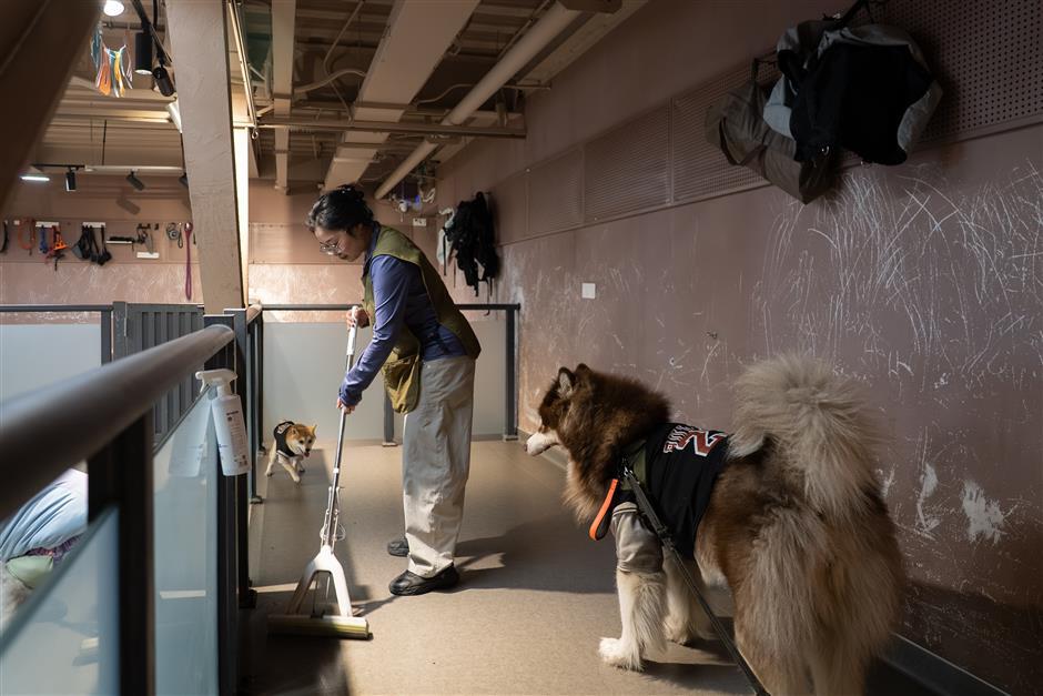 Dog Kindergarten Offers Socialization and Care In Shanghai