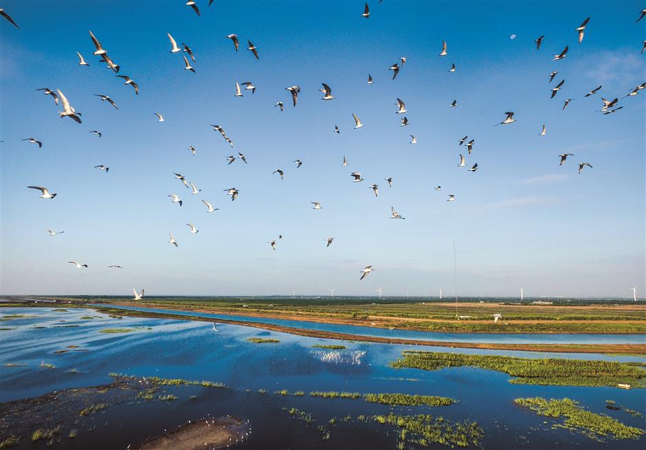 Chongming Leads China's Ecological Movement