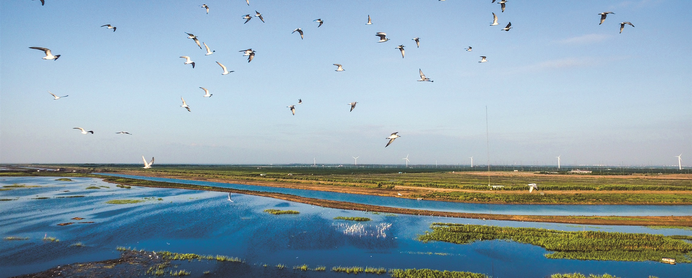 Chongming Leads China's Ecological Movement
