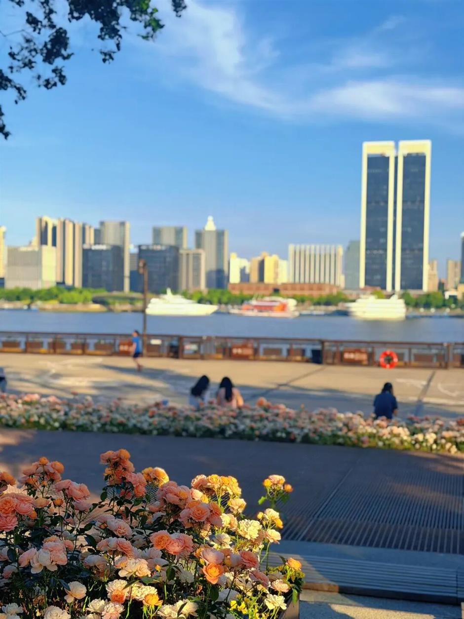 花开如瀑!就在黄浦江边的这座空中花园