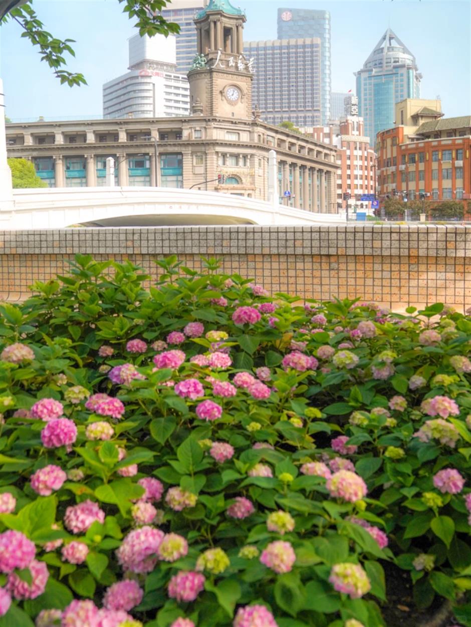初夏顶流来了!上海绣球花海全面盛放