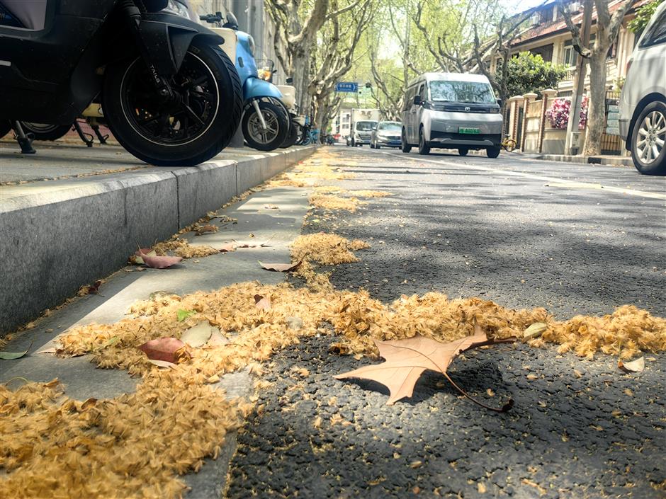 [Only In SH] Why Shanghai Loves Its Plane Trees Even When They Make the City Sneeze