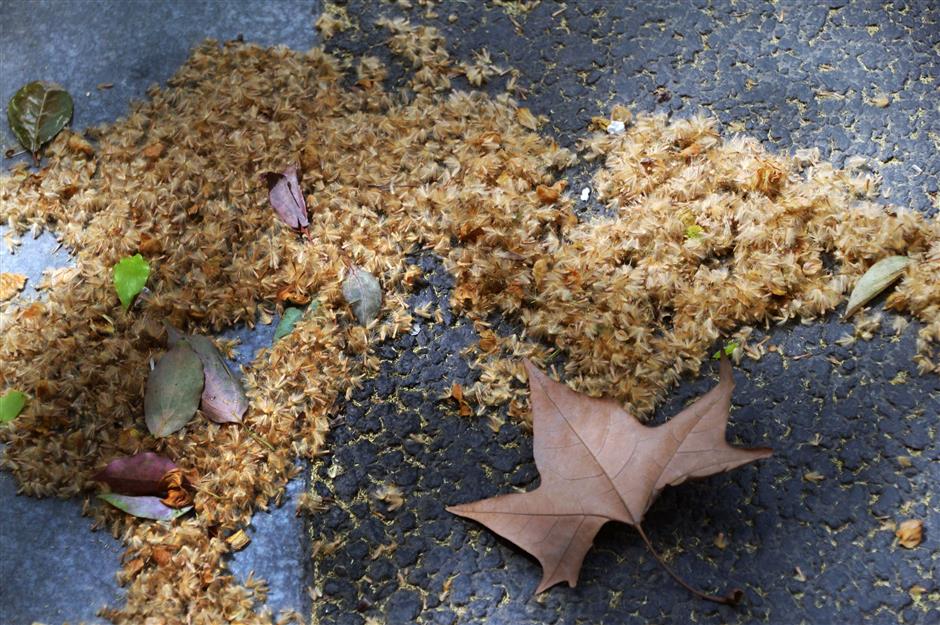 [Only In SH] Why Shanghai Loves Its Plane Trees Even When They Make the City Sneeze