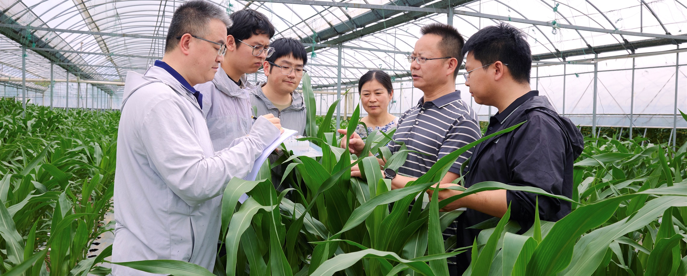 Researchers Find Gene That Raises Maize Protein Levels