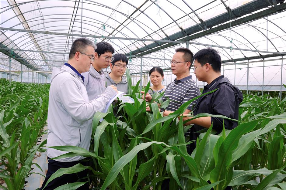 Researchers Find Gene That Raises Maize Protein Levels