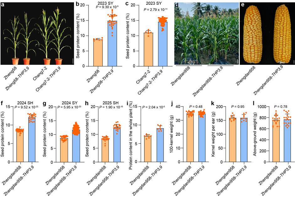 Researchers Find Gene That Raises Maize Protein Levels