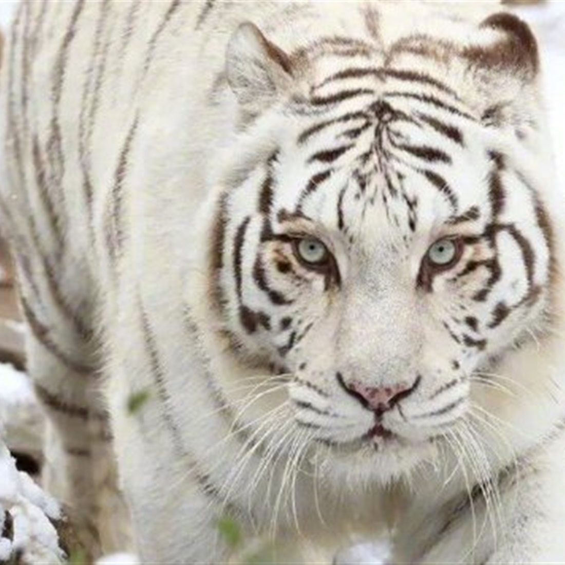 Popular White Tiger 'Xiao Nao' Killed in Enclosure Fight After Zookeeper Mistake