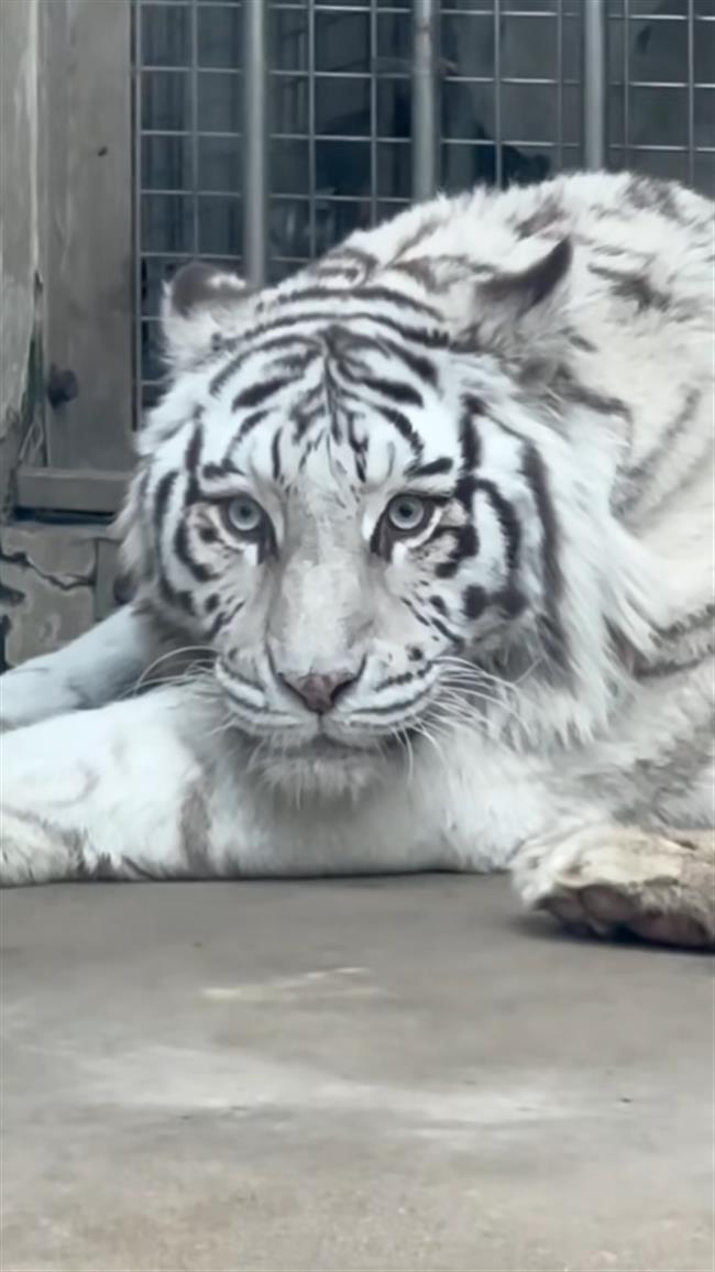 Popular White Tiger 'Xiao Nao' Killed in Enclosure Fight After Zookeeper Mistake