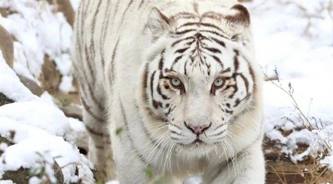 Popular White Tiger 'Xiao Nao' Killed in Enclosure Fight After Zookeeper Mistake