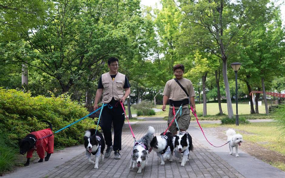 上海に「犬の幼稚園」誕生　愛犬の社会性を育む新しいライフスタイルとは