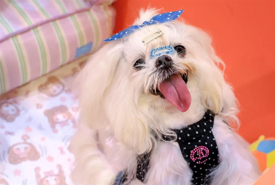 上海に「犬の幼稚園」誕生　愛犬の社会性を育む新しいライフスタイルとは