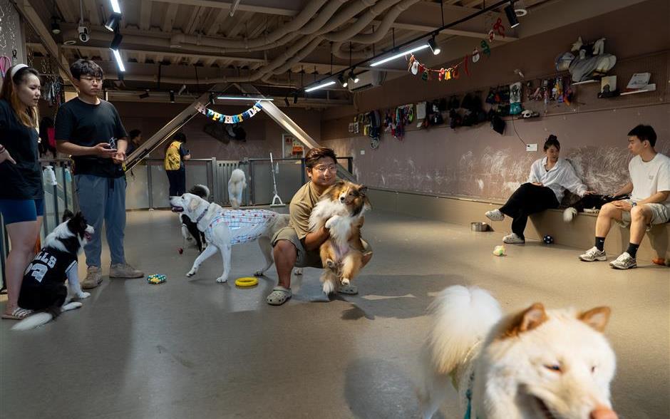上海に「犬の幼稚園」誕生　愛犬の社会性を育む新しいライフスタイルとは