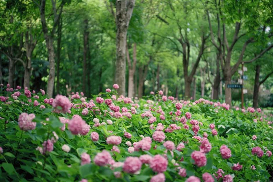 绣球花海梦幻绽放!这个公园免费打卡机位快收藏→
