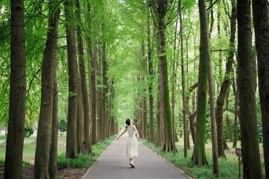 绣球花海梦幻绽放!这个公园免费打卡机位快收藏→