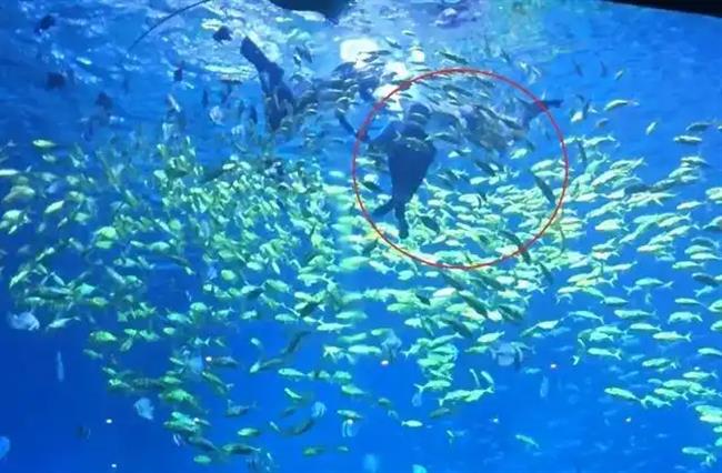 Man Bitten by Shark While Diving at Changsha Ocean Park