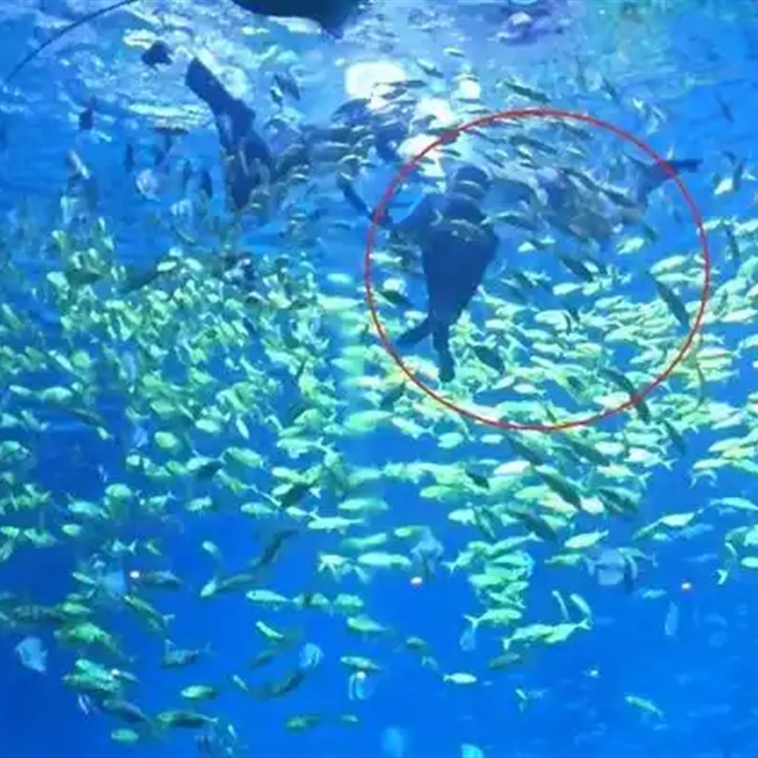 Man Bitten by Shark While Diving at Changsha Ocean Park