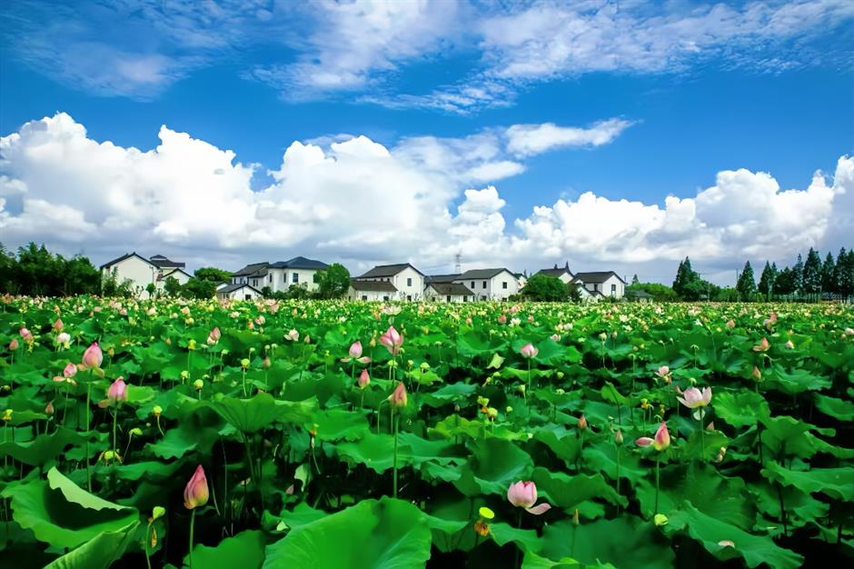 Cool Feast for Vacationers as Qingpu Launches Summer Tourism Campaign