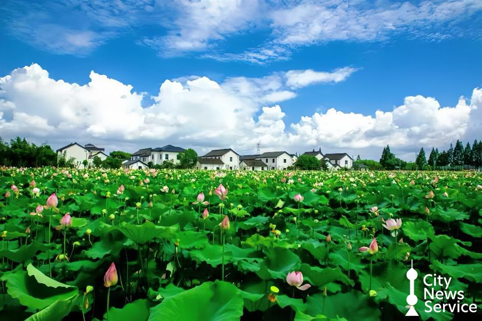 Cool Feast for Vacationers as Qingpu Launches Summer Tourism Campaign