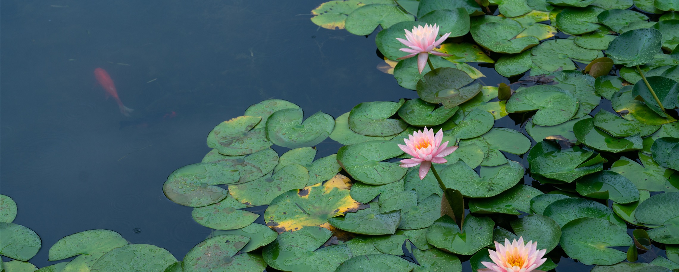 Shanghai Ready for Lotus and Water Lily Festival