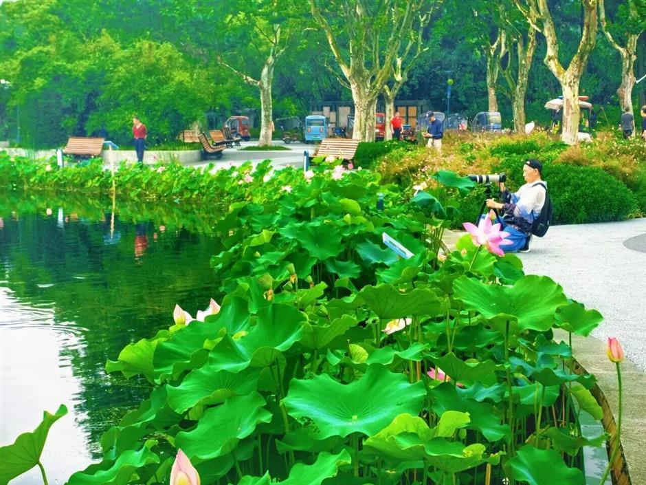 刷屏整个夏日!沪上最大规模荷莲盛宴就要开了,TA们可以免费入园