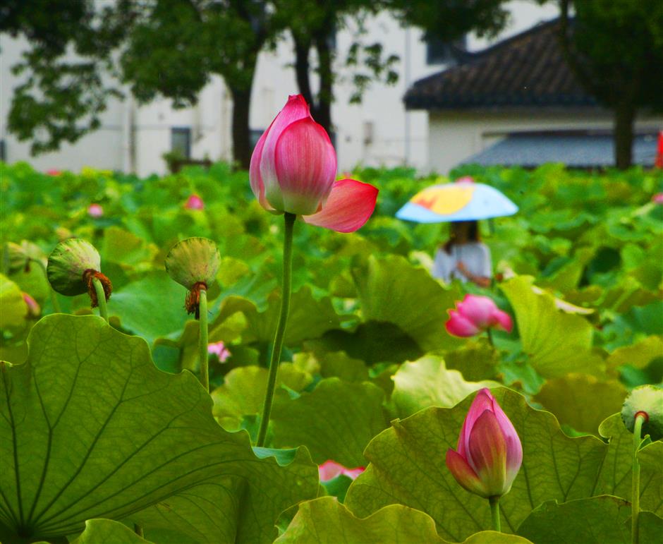 [ChinaMaxxing] The Solar Term We Are Having Now is Called Xiaoshu