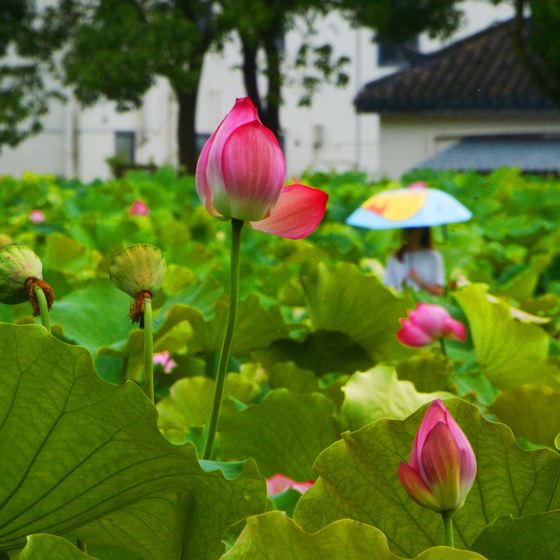 [ChinaMaxxing] The Solar Term We Are Having Now is Called Xiao Shu