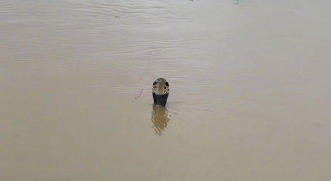 Floodwaters Release Venomous Snakes in Southern China, Killing 1 Woman