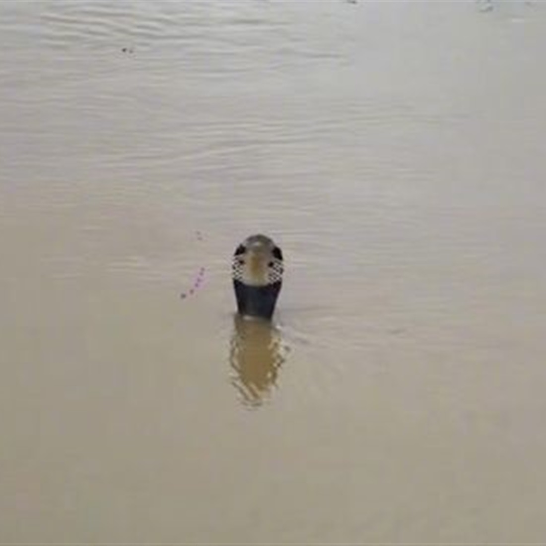 Floodwaters Release Venomous Snakes in Southern China, Killing 1 Woman