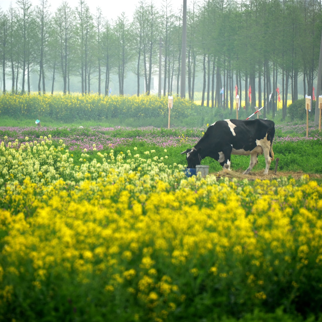 Shanghai Plans 50 New Liveable Rural Communities by 2030