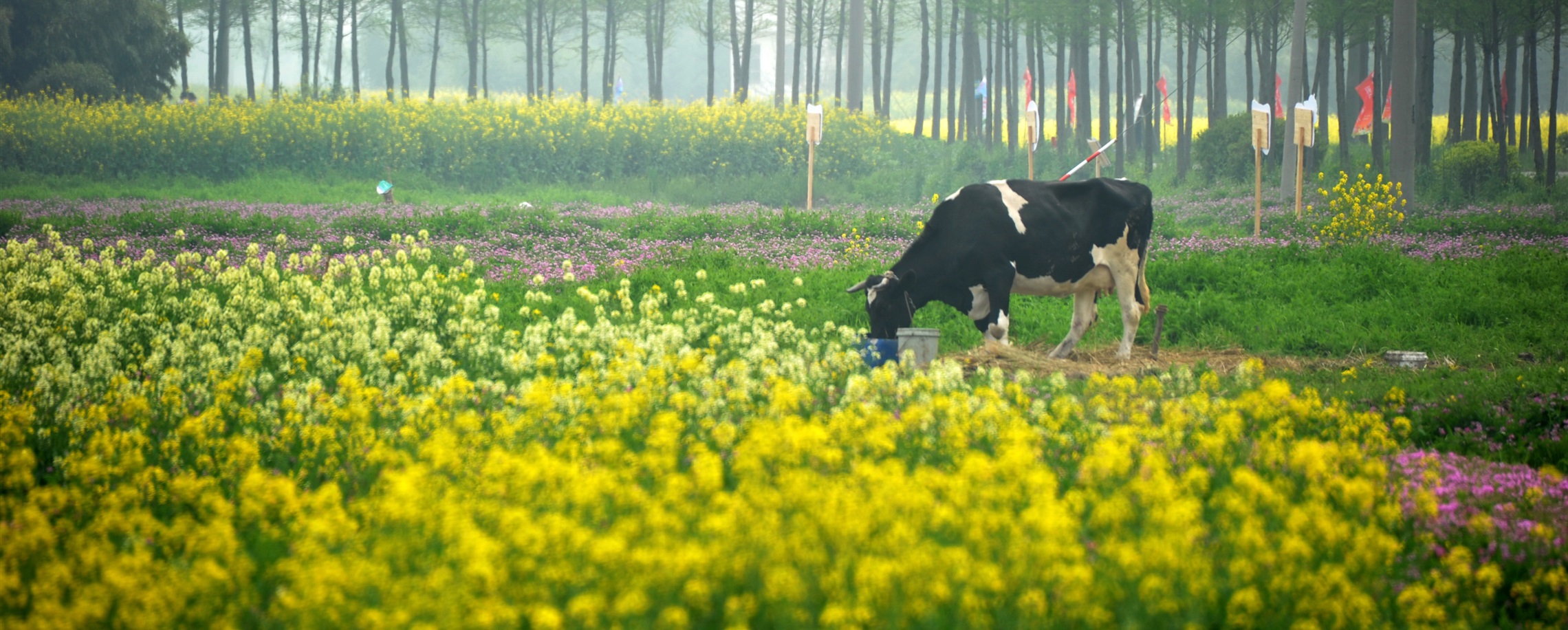 Shanghai Plans 50 New Liveable Rural Communities by 2030