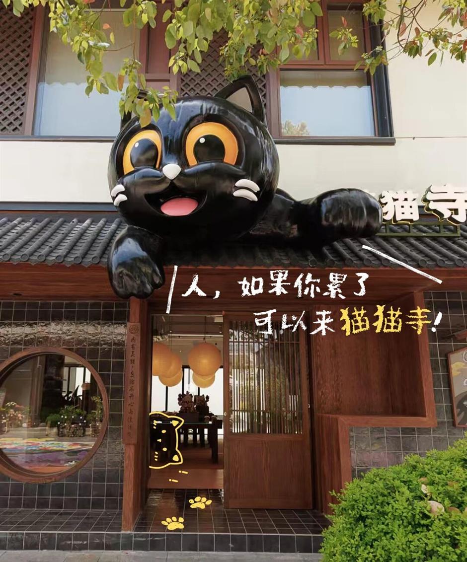 喵!这个夏天,上海全城开启