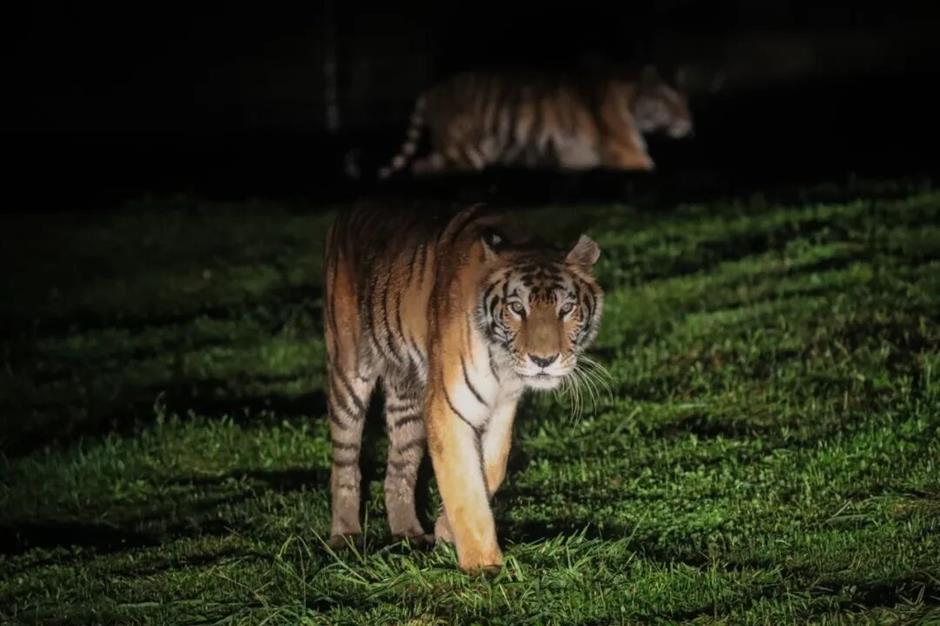 Shanghai Wild Animal Park's 'Night Safari' is Back for the Summer