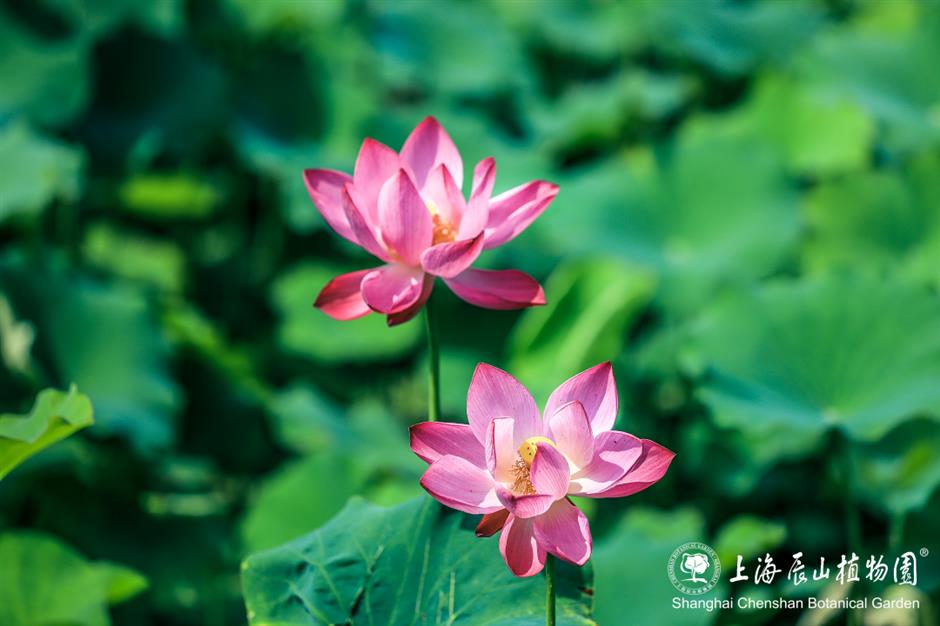 荷风满庭芳,辰山植物园开启夏日赏荷盛宴