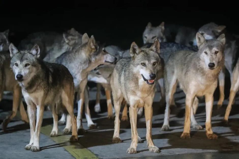 Shanghai Wild Animal Park's 'Night Safari' is Back for the Summer